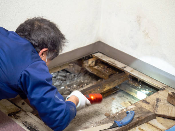 Best Mold Cleaning Services  in West Point, UT