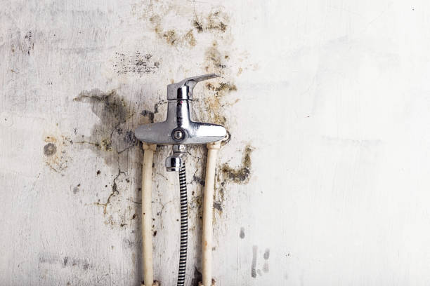 Best Certified Mold Removal  in West Point, UT