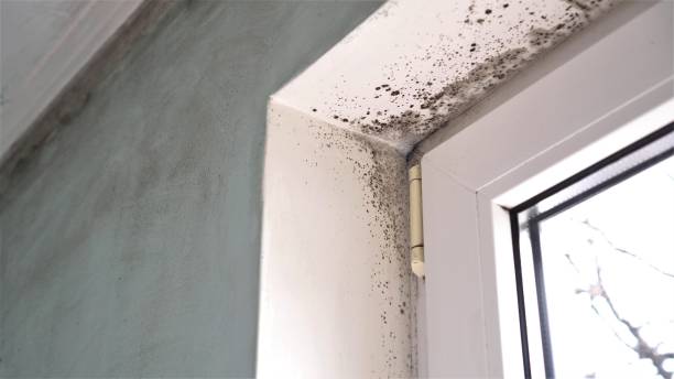 Mold Testing and Removal in West Point, UT
