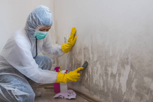 Best Mold Testing  in West Point, UT