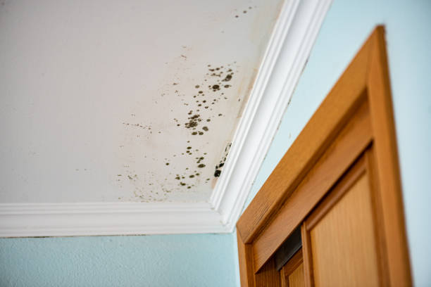 Reliable West Point, UT Mold Removal Solutions