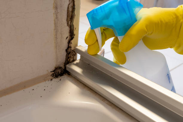 Best Toxic Mold Removal  in West Point, UT