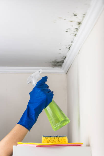 Best Mold Cleaning Services  in West Point, UT