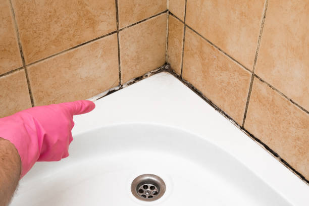 Best Crawl Space Mold Removal  in West Point, UT