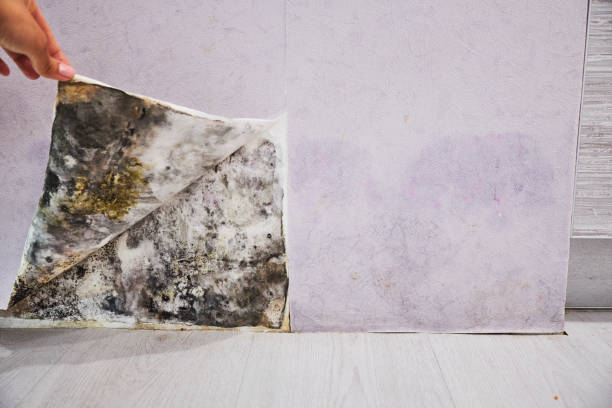 Professional Mold Removal in West Point, UT